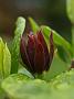 Calycanthus floridus_3